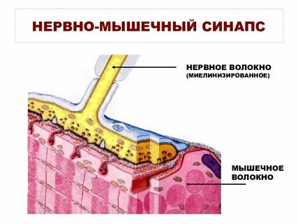 Нервно мышечные волокна