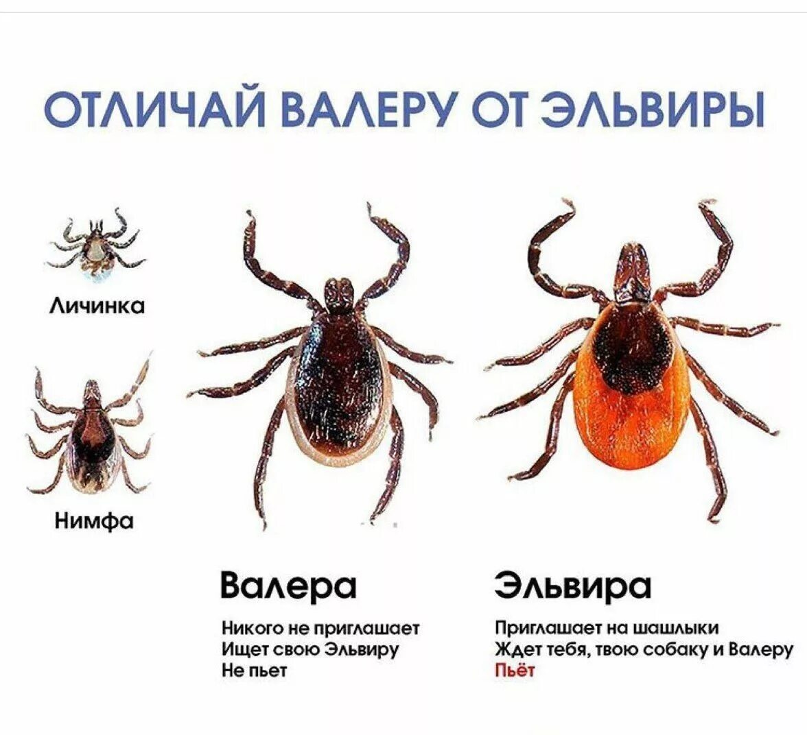 Как отличить без. Как отличить энцефалитных клещей. Энцефалитный клещ и обычный. Как на вид отличить энцефалитного клеща. Энцефалитный клещ отличие.