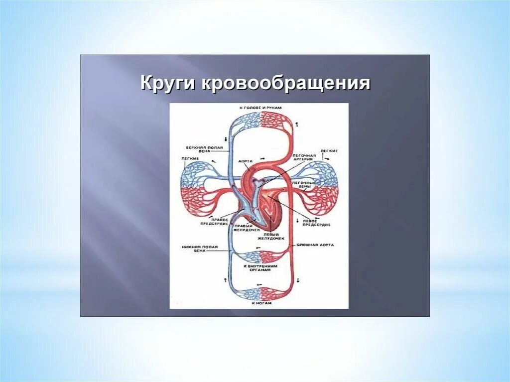 Особенности строения большого круга кровообращения. Малый круг кровообращения 8 класс. Большой и малый круг кровообращения. Круги кровообращения легкая схема. Малый круг кровообращения человека схема.