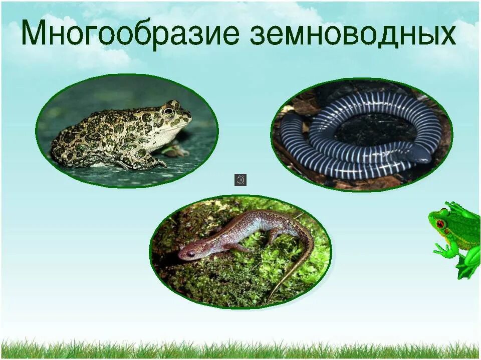 как зимуют лягушки. земноводные корень. класс амфибии отряд хвостатые. идиоадаптация земноводных. отряд бесхвостые это в биологии.