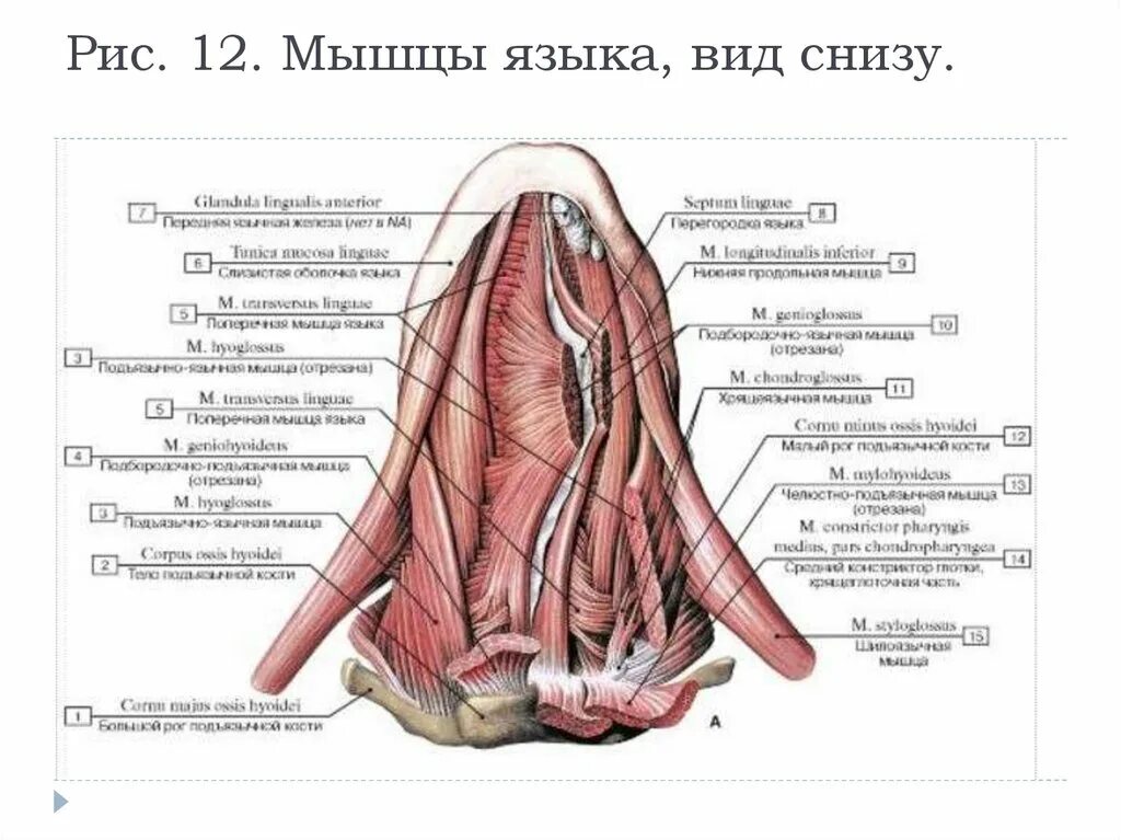 Отвечает снизу. Мышцы языка анатомия вид снизу. Строение языка у человека анатомия снизу. Язык анатомия строение снизу. Язык его части, собственные и скелетные мышцы,.