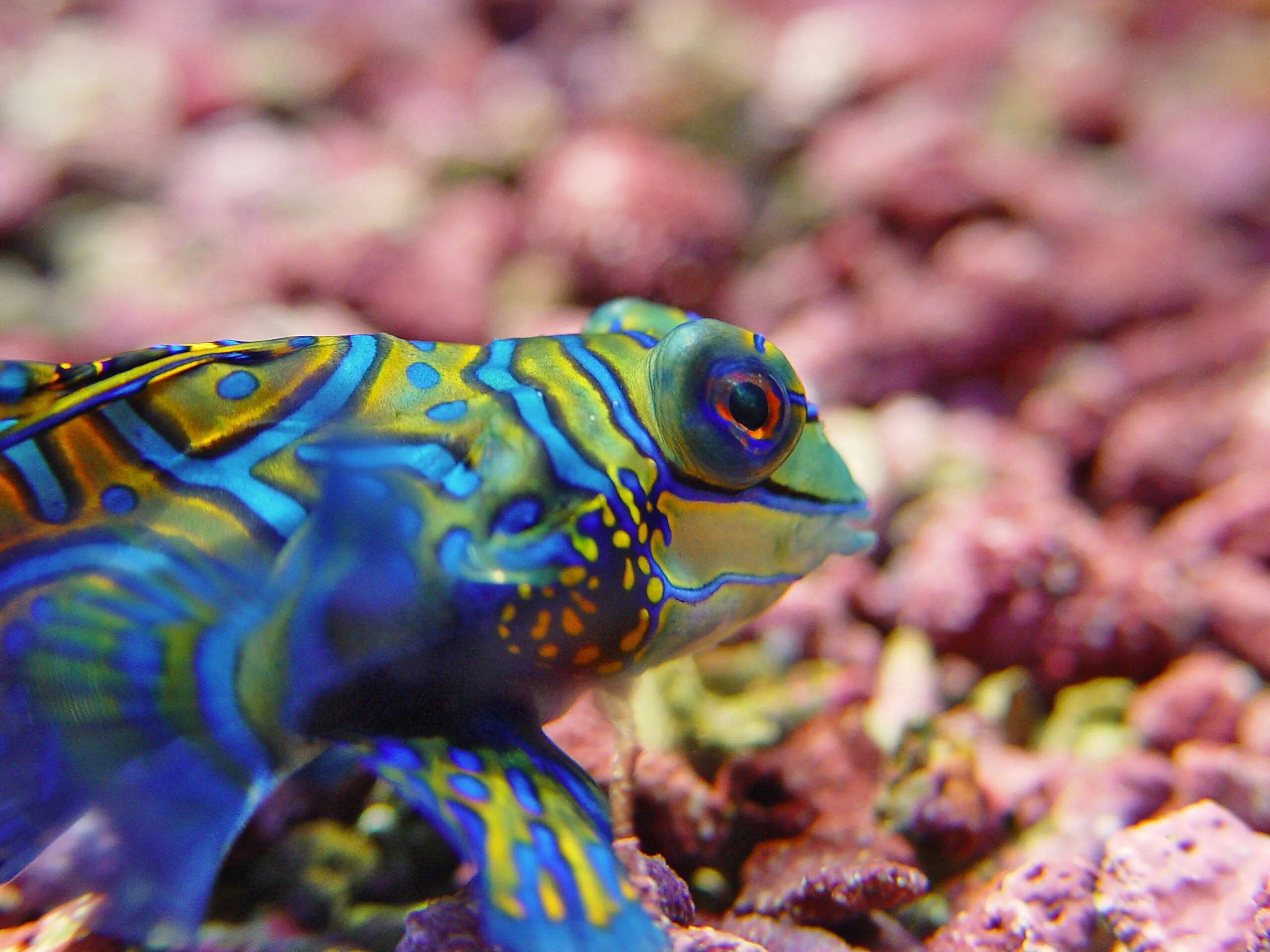Мандаринка рыба. Рыбка мандаринка. мандаринка (synchiropus splendidus). рыбка мандаринка дракончик. synchiropus marmoratus.