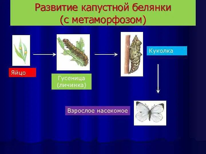 Жизненный цикл бабочки капустницы. Цикл развития капустной белянки. Развитие бабочки капустной белянки. Охарактеризуйте цикл развития бабочки белянки.