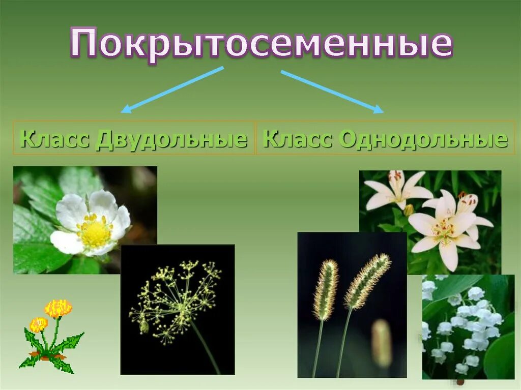 Покрытосеменные цветковые растения. Отдел Покрытосеменные цветковые растения. Однодольные цветковые растения. Цветковые растения относятся к.