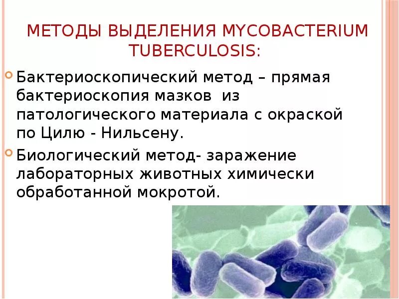 Микобактерия туберкулеза для презентации. Бактериоскопический метод при туберкулезе. Микобактерии туберкулеза животных. Бактериоскопический метод исследования туберкулеза. Анализ мокроты на микобактерии