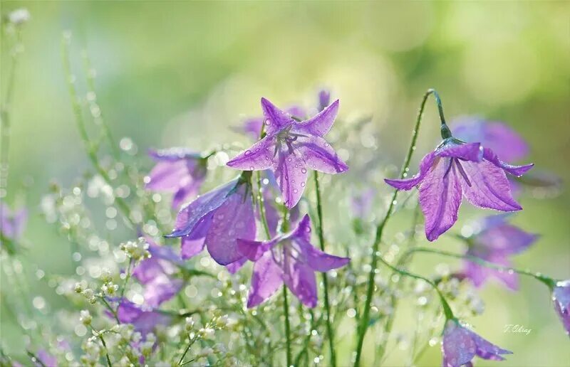 кампанула луговая. колокольчик голубой. колокольчик полевой. кампанула луговая. колокольчик в природе.