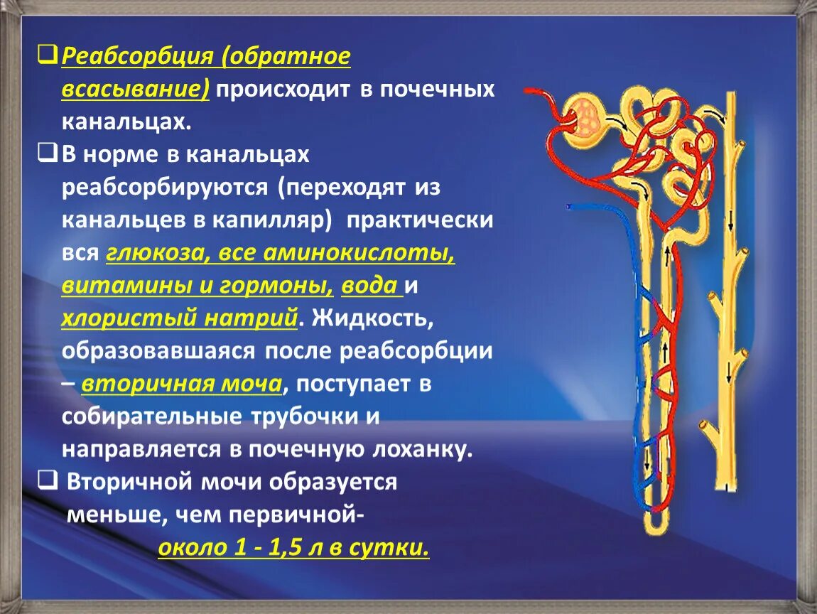 Какой процесс происходит в канальцах нефрона. Процесс, происходящий в канальцах почек. Реабсорбция. Канальцевая реабсорбция. Реабсорбция в почечных канальцах происходит в.