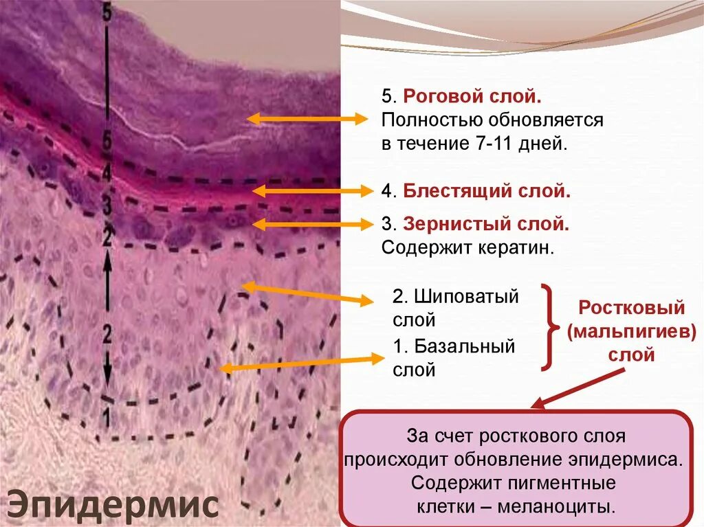 Ростковые слои эпидермиса толстой кожи. Строение кожи ростковый слой. Строение кожи эпителий дерма. Слои кожи базальный шиповатый.