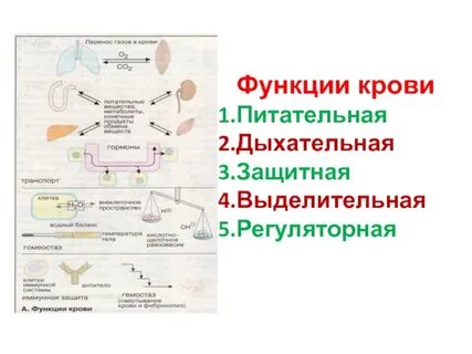 Какие системы выполняют регуляторную функцию