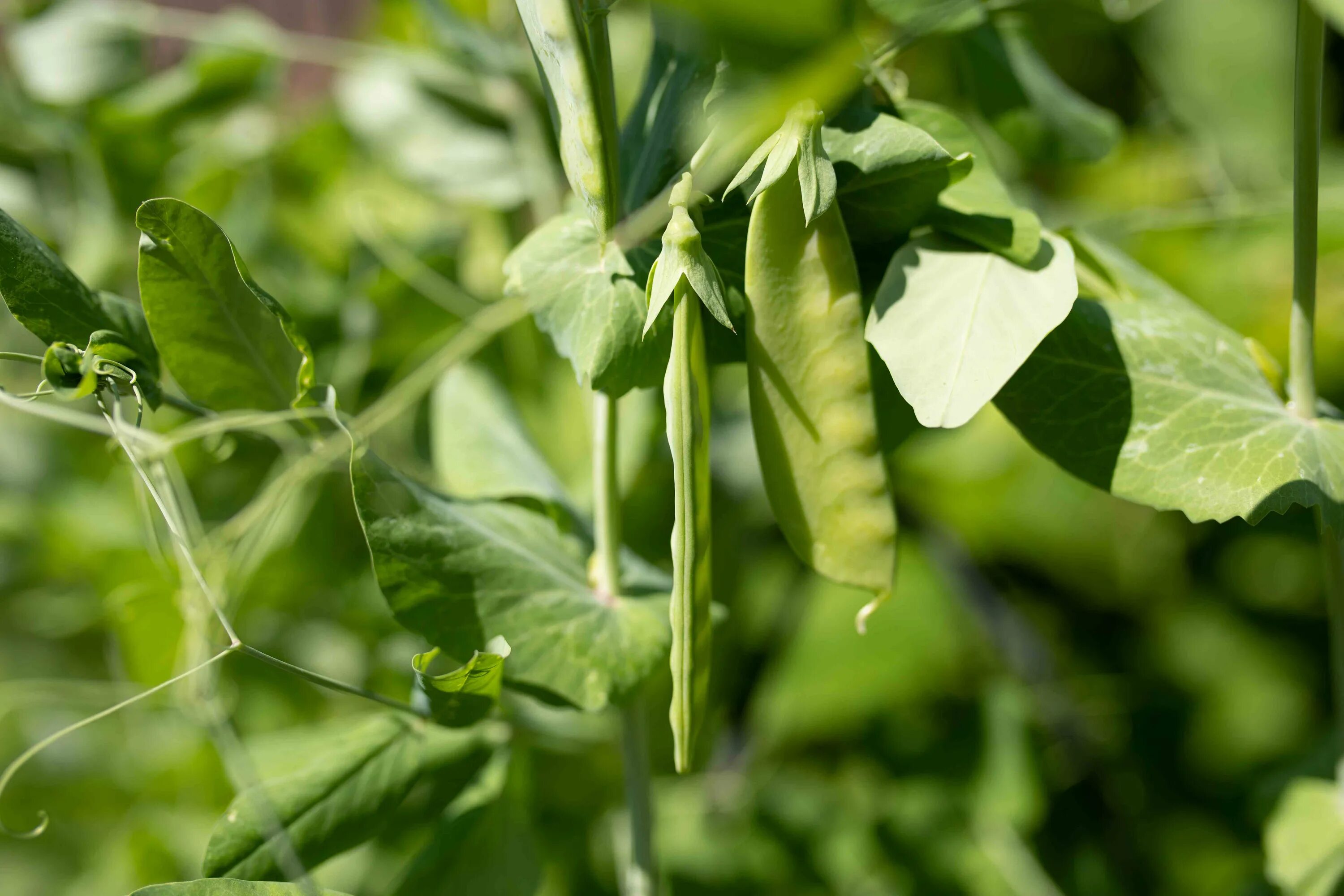 Горох Болдор. Pisum sativum плод. Садовый горох Pisum sativum. Горох Дезире.