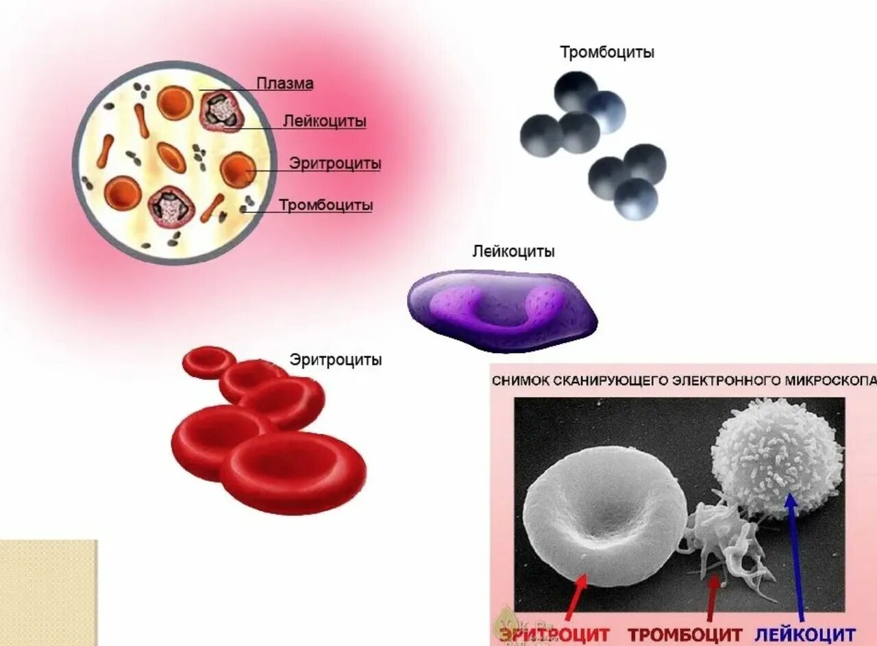 Строение лейкоцитов и тромбоцитов. Схема эритроцитов лейкоцитов тромбоцитов. Эритроциты лимфоциты тромбоциты. Эритроциты лейкоциты тромбоциты. Лейкоциты определяют группу крови