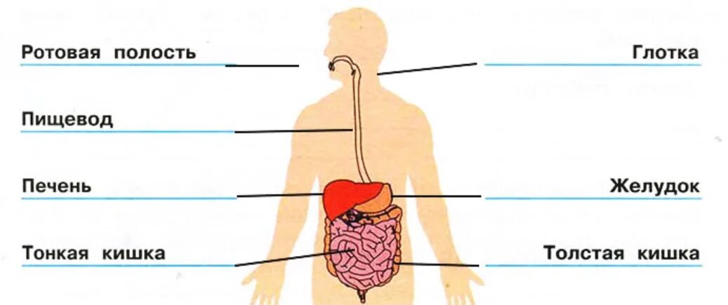 Укажи стрелками части пищеварительной