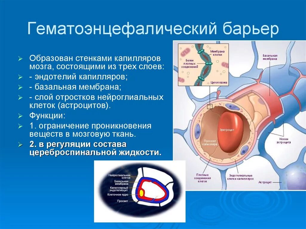 Структура гематоэнцефалического барьера. Гематоэнцефалический барьер строение и функции. Гематоэнцефалический барьер образован гистология. Гематоэнцефалический барьер Электронограмма. Медицинский препарат проникает в клетки мерцательного