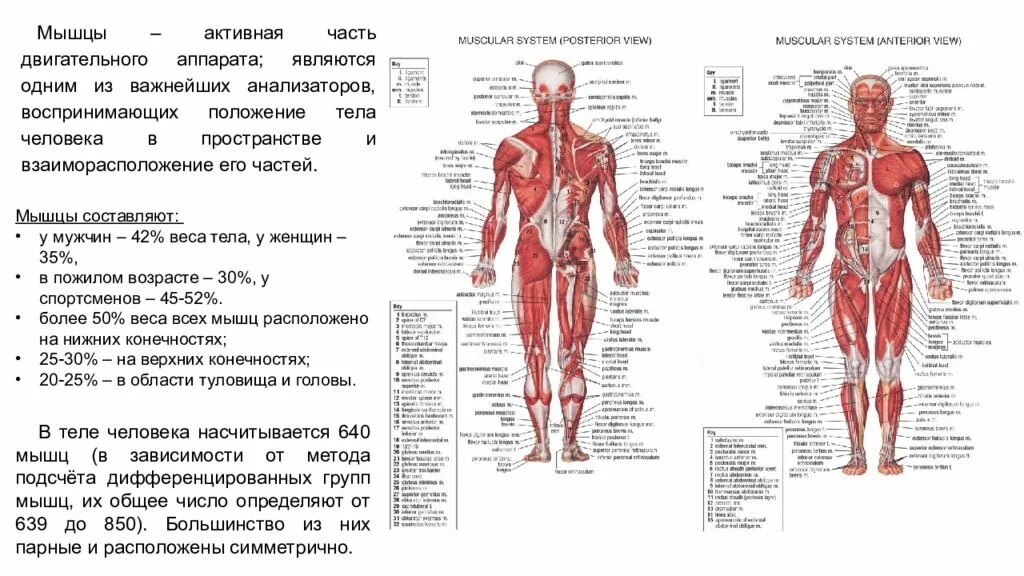 Мышечная система человека мышцы их строение и функции. Мышцы туловища классификация и функция. Мышцы туловища спереди таблица. Распределите мышцы по группам