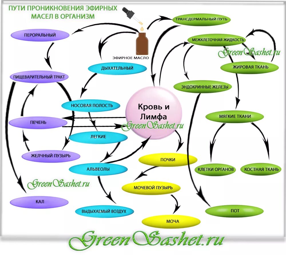 Как масло влияет на организм. Механизм действия эфирных масел на организм человека. Пути проникновения эфирных масел в организм. Схема воздействия эфирных масел на организм. Влияние эфирных масел на человека.