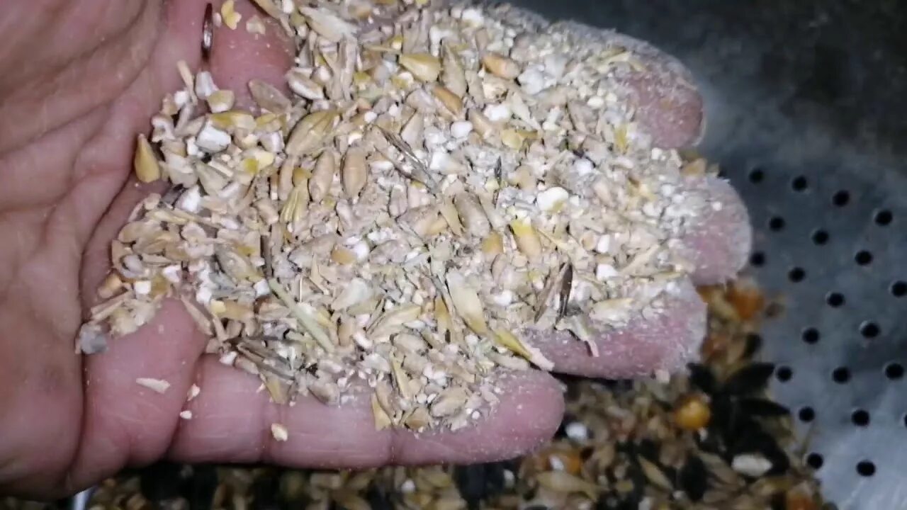 Ракушки курицам как давать правильно