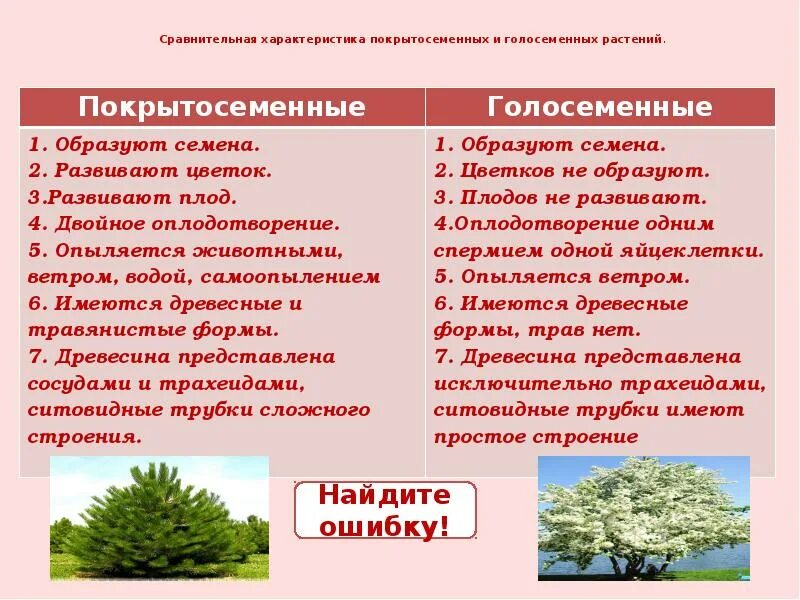 Примеры голосеменных и покрытосеменных. Отличия голосеменных от покрытосеменных таблица. Признаки голосеменных и покрытосеменных растений таблица. Различия голосеменных и покрытосеменных таблица. Голосеменные растения и Покрытосеменные растения таблица.