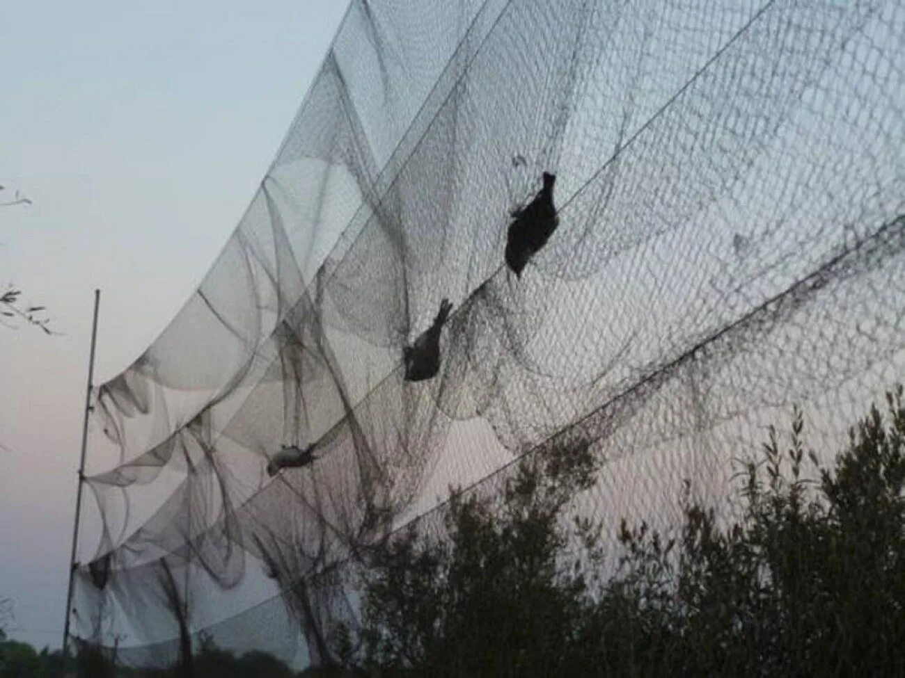 Особые легкие сети для ловли птиц