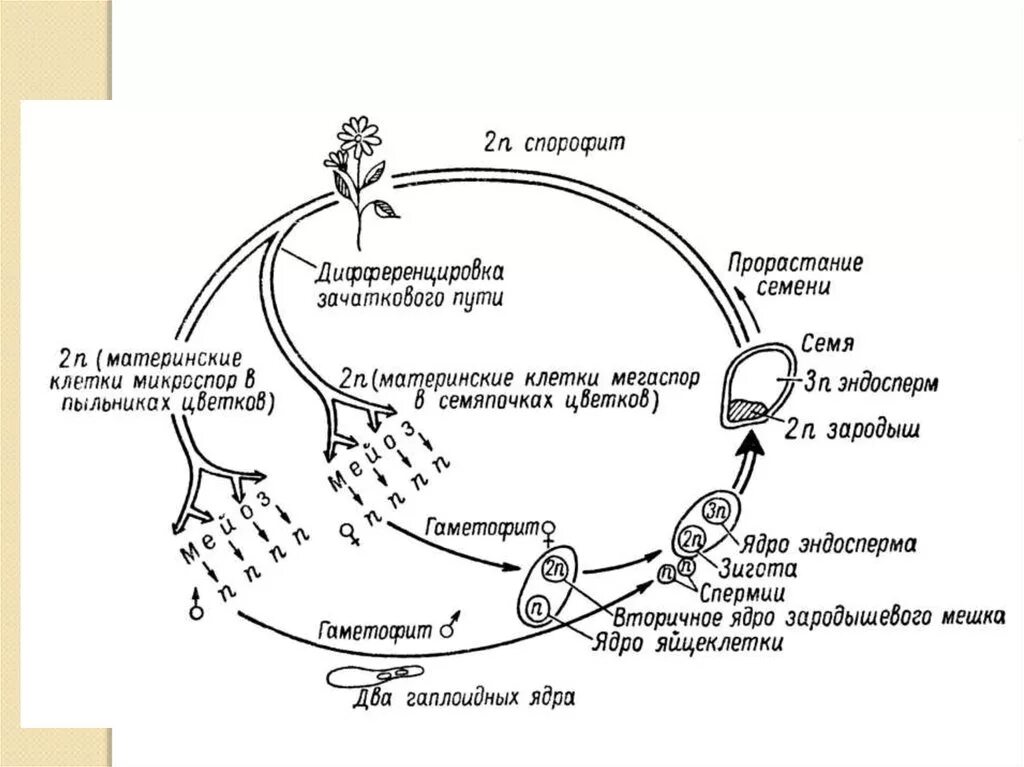 Образование зиготы у покрытосеменных. Цикл развития покрытосеменных схема. Цикл развития покрытосеменных растений схема. Жизненный цикл цветковых схема. Цикл развития цветкового растения схема.