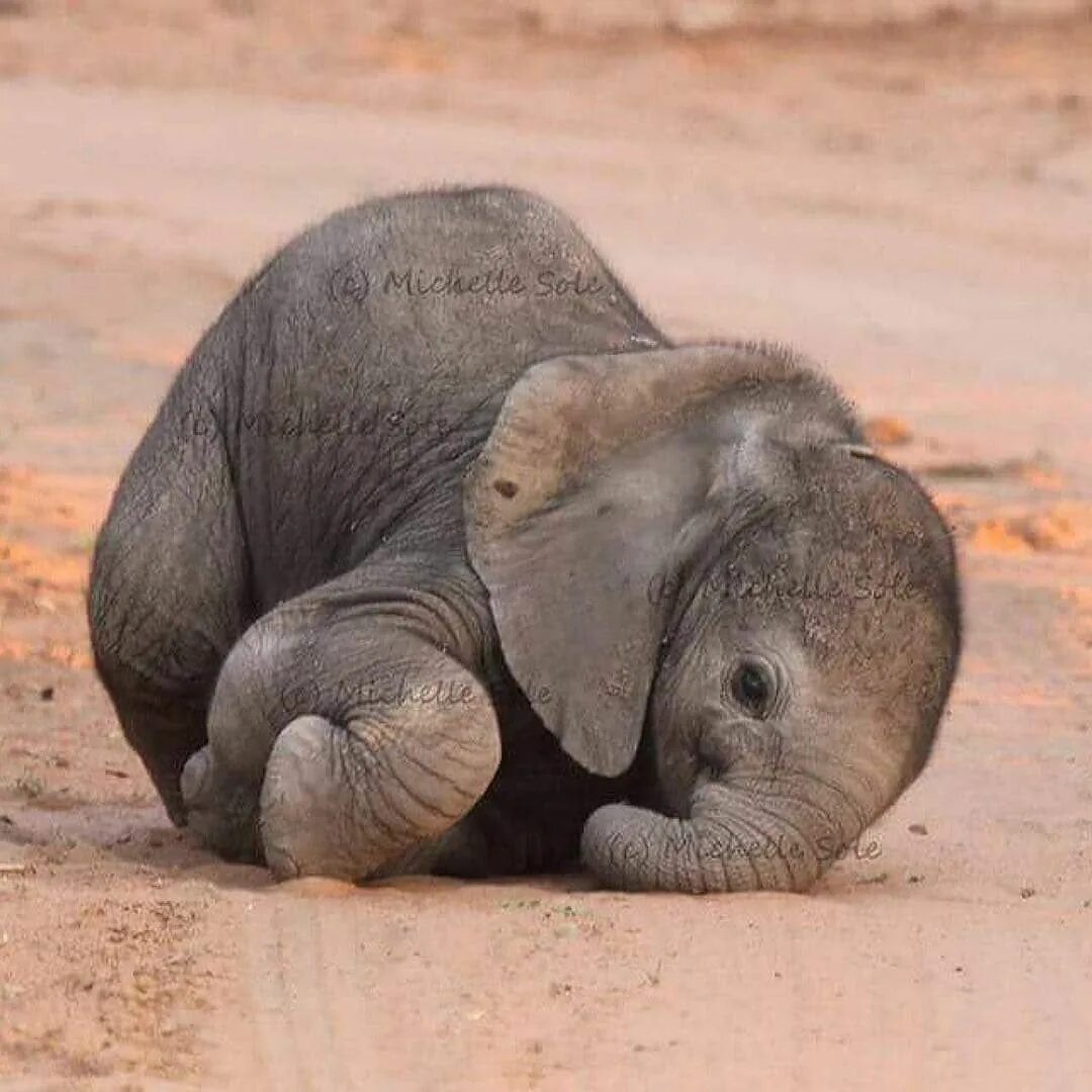 Elephants time. Слоненок. Маленький Слоненок. Маленькие слоны. Слон с детенышем.