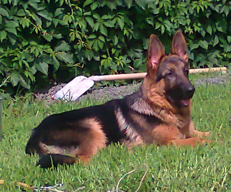 щенок немецкой овчарки 6 месяцев. немецкая овчарка кобель 6 месяцев. порода немецкая овчарка длинношерстная. немецкая овчарка щенок 1 год. щенок немецкой овчарки 9 месяцев.