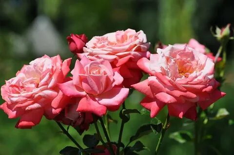 Arthur rose