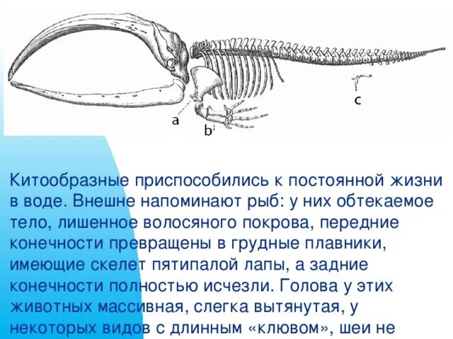 Строение конечностей китообразных. Строение скелета кита. Строение конечности кита. Отряд китообразные строение скелета.