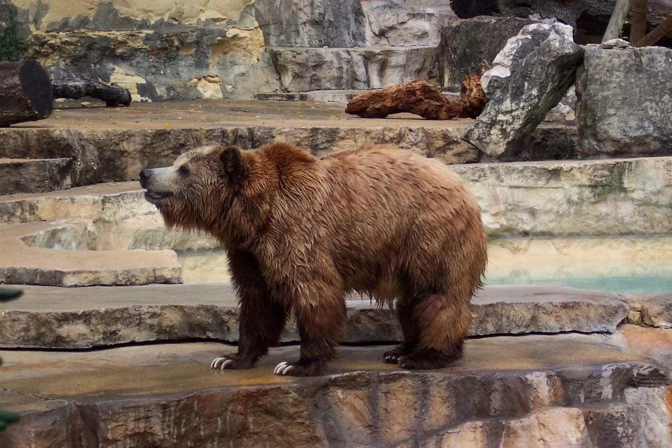 Московский зоопарк бурый медведь. Гризли Ursus arctos horribilis. Медведь Гризли в Московском зоопарке. Дальневосточный бурый медведь.