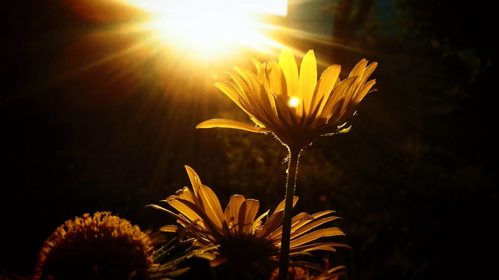 Включи светлее свет. Цветы в лучах солнца. Лучи солнца. Цветы освещенные солнцем. Солнечный цветок.