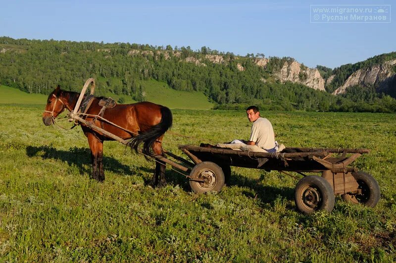 Хвост телега. Телега с лошадью. Повозка в деревне. Телега деревенская. Лошадь запряженная в телегу.