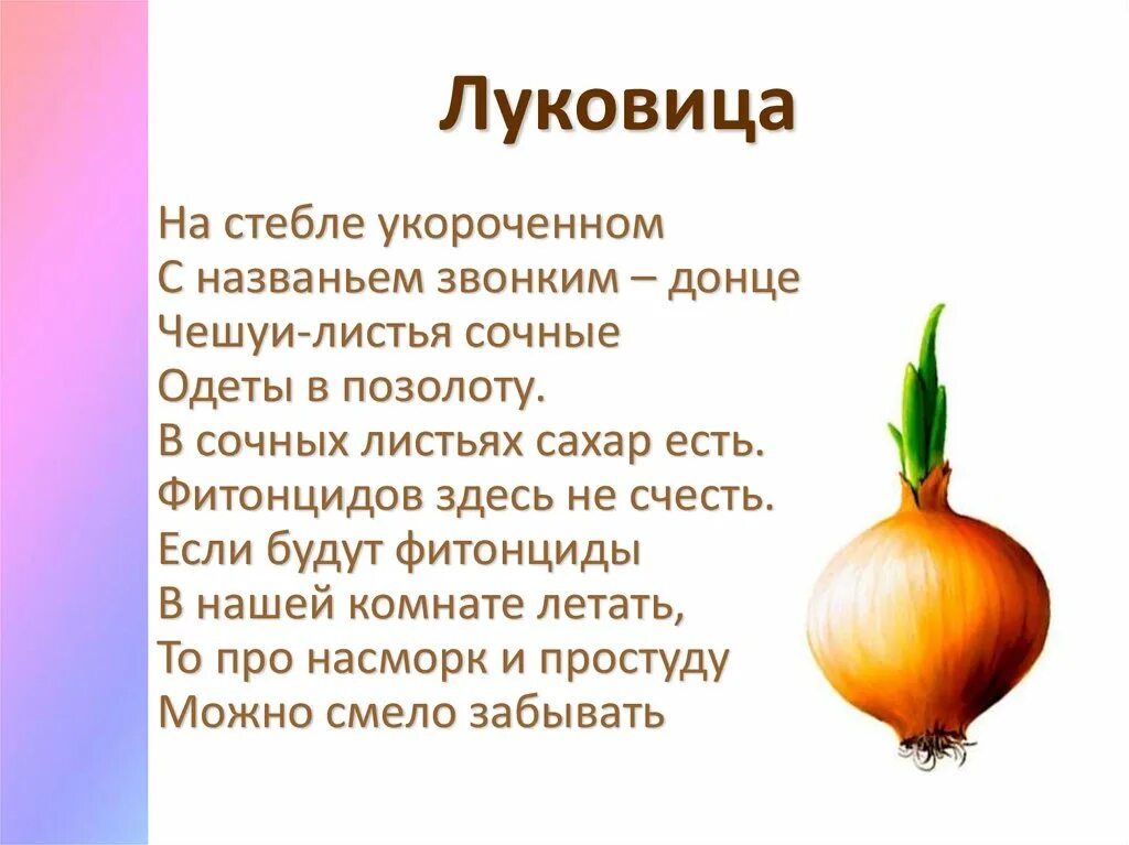 Луковица с радостью изложение с элементами сочинения. Укороченный стебель лук. луковица на стебле. видоизмененный стебель луковицы. укороченный стебель луковицы.