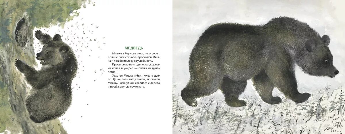 Рассказ есть кто живой. Е Чарушин медвежата. Иллюстрации к рассказу Чарушина медведь. Чарушин рассказы о животных иллюстрации.