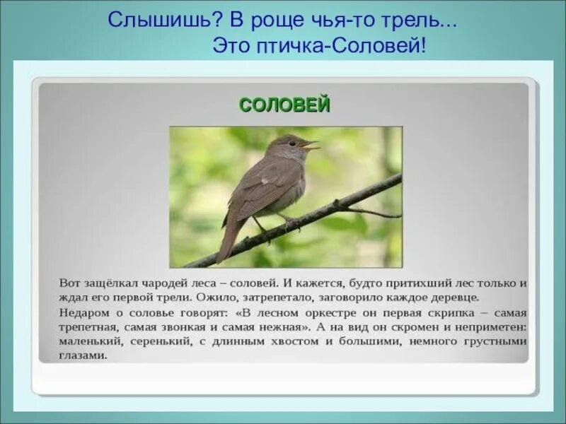 Почему соловьи поют ночью. Соловей окружающий мир. Почему птицы поют по ночам. Соловей описание. Соловей презентация.