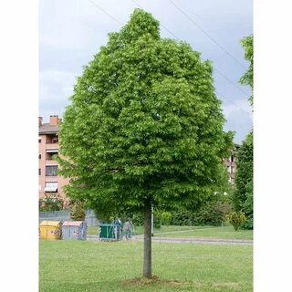 Tilia cordata komsta mini