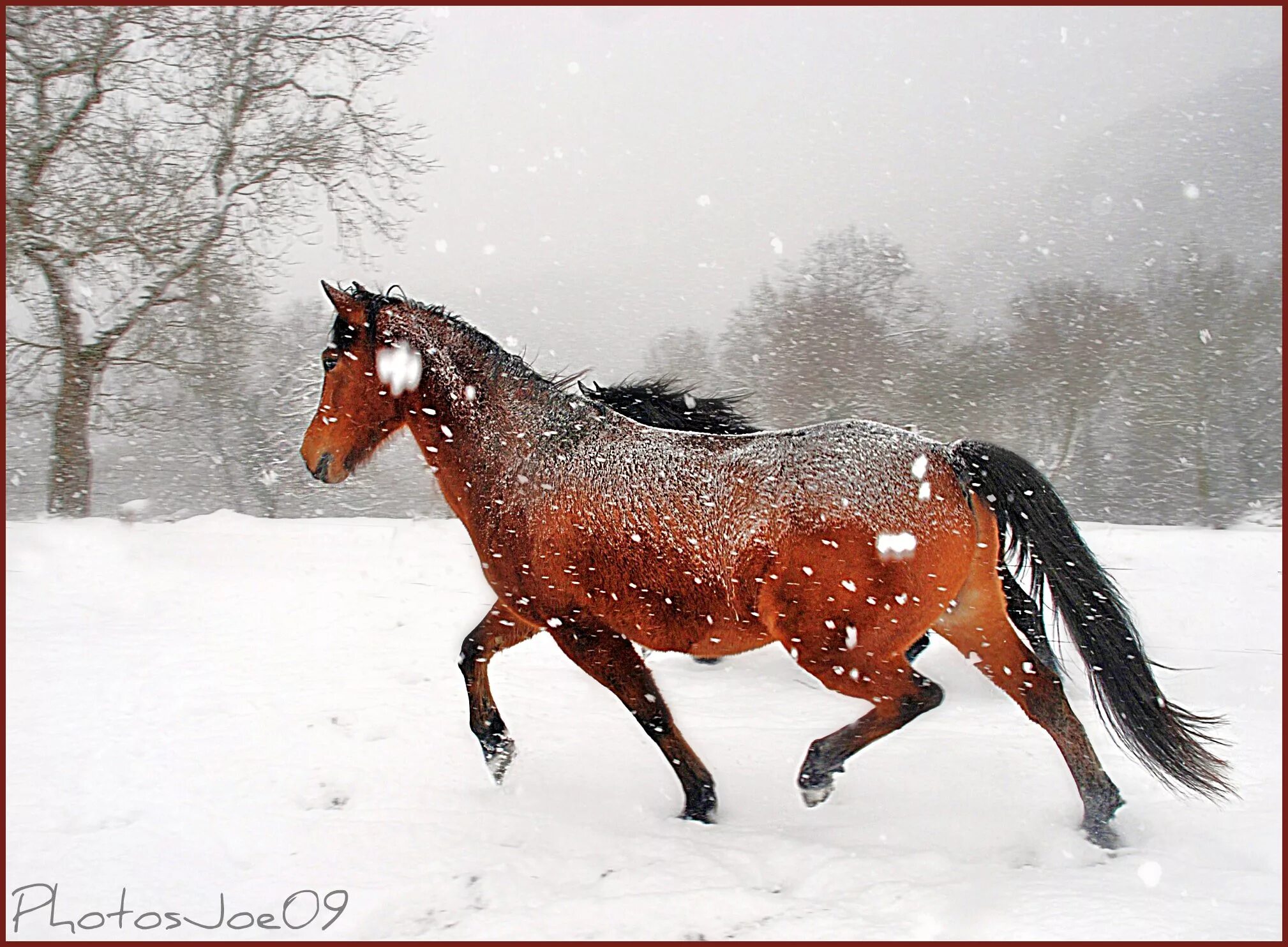 Конная упряжка тройка. Гони ямщик. Лошади в снегу. Прогоняю лошадей по снегу. Лошади в снегу.