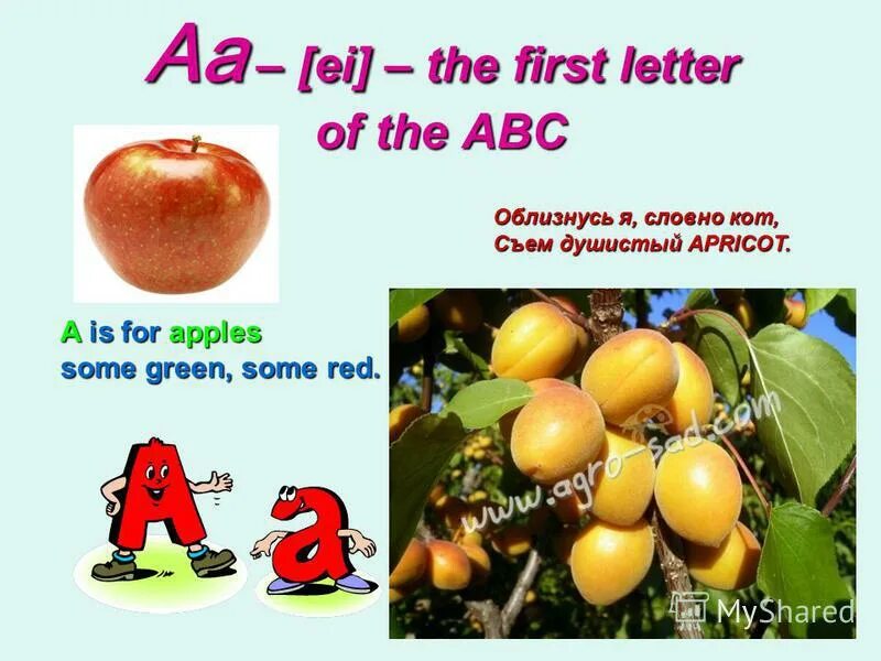 Яблоко перевести на английский. An Apples или some Apples. Презентация about ABC. My first ABC.