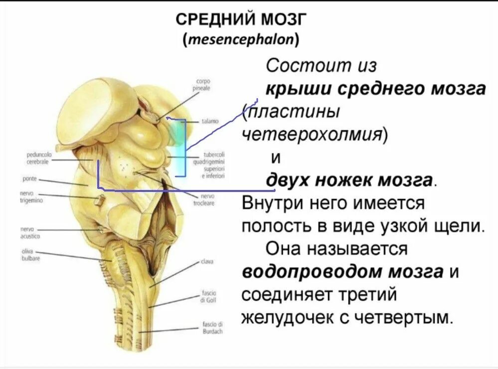 Крыша среднего мозга (пластинка четверохолмия). Структура среднего мозга называется. Средний мозг анатомия строение ножки. Анатомические структуры среднего мозга.