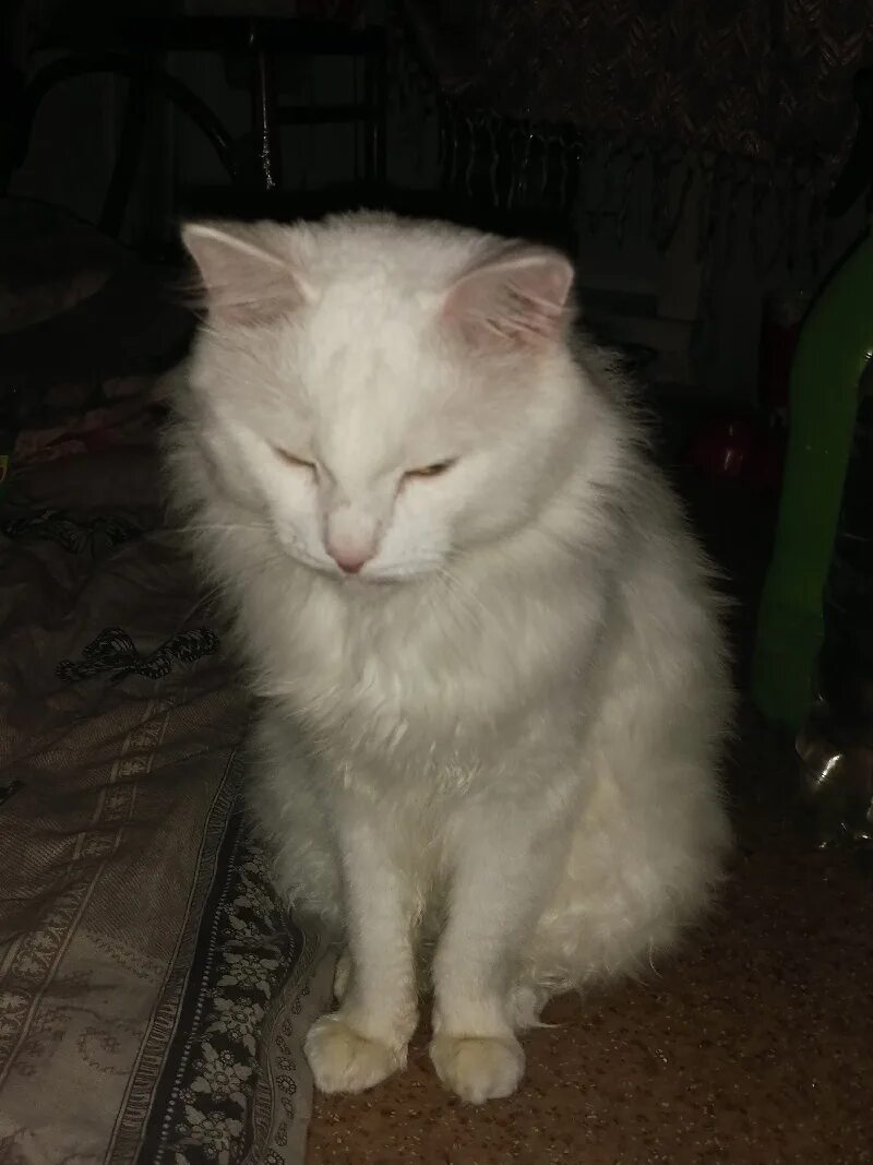 Пушок собака имя. Кличка пушок. Пушок кличка. Кличка пушок. Что означает имя пушок.