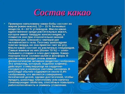 Какао происхождение
