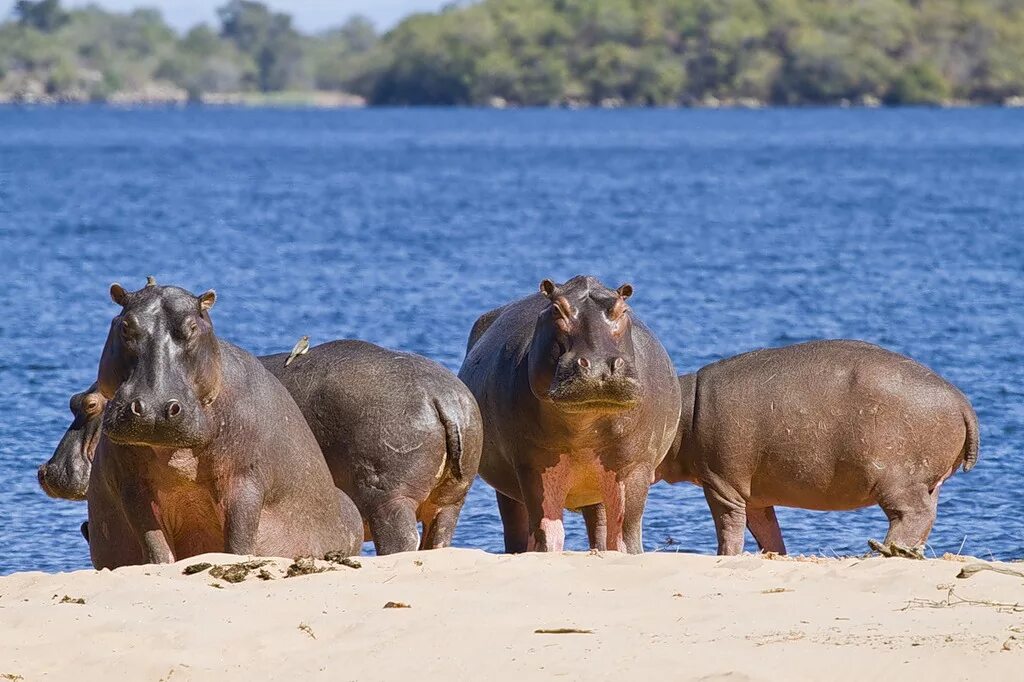 Где находится бегемот. Нильский бегемот. гиппопотам (hippopotamus). африканский саванный бегемот гиппопотам. обыкновенный бегемот, или гиппопотам.