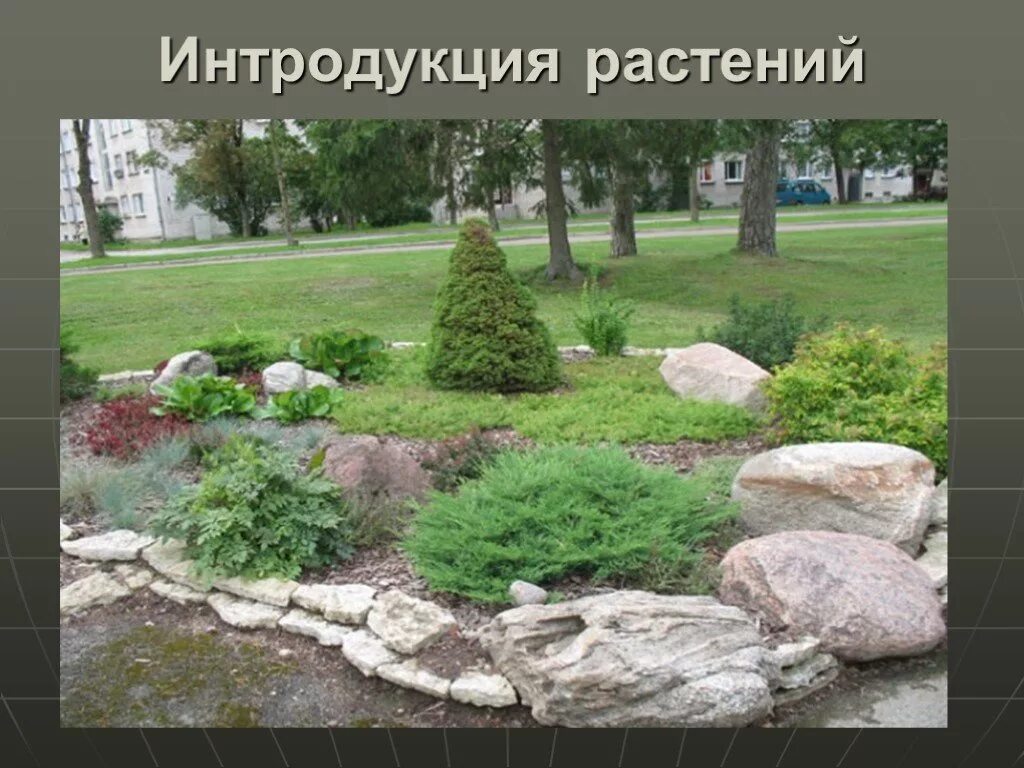 Интродуценты это. Интродукция растений. интродукция декоративных растений. интродукция древесных растений. растения интродуценты.