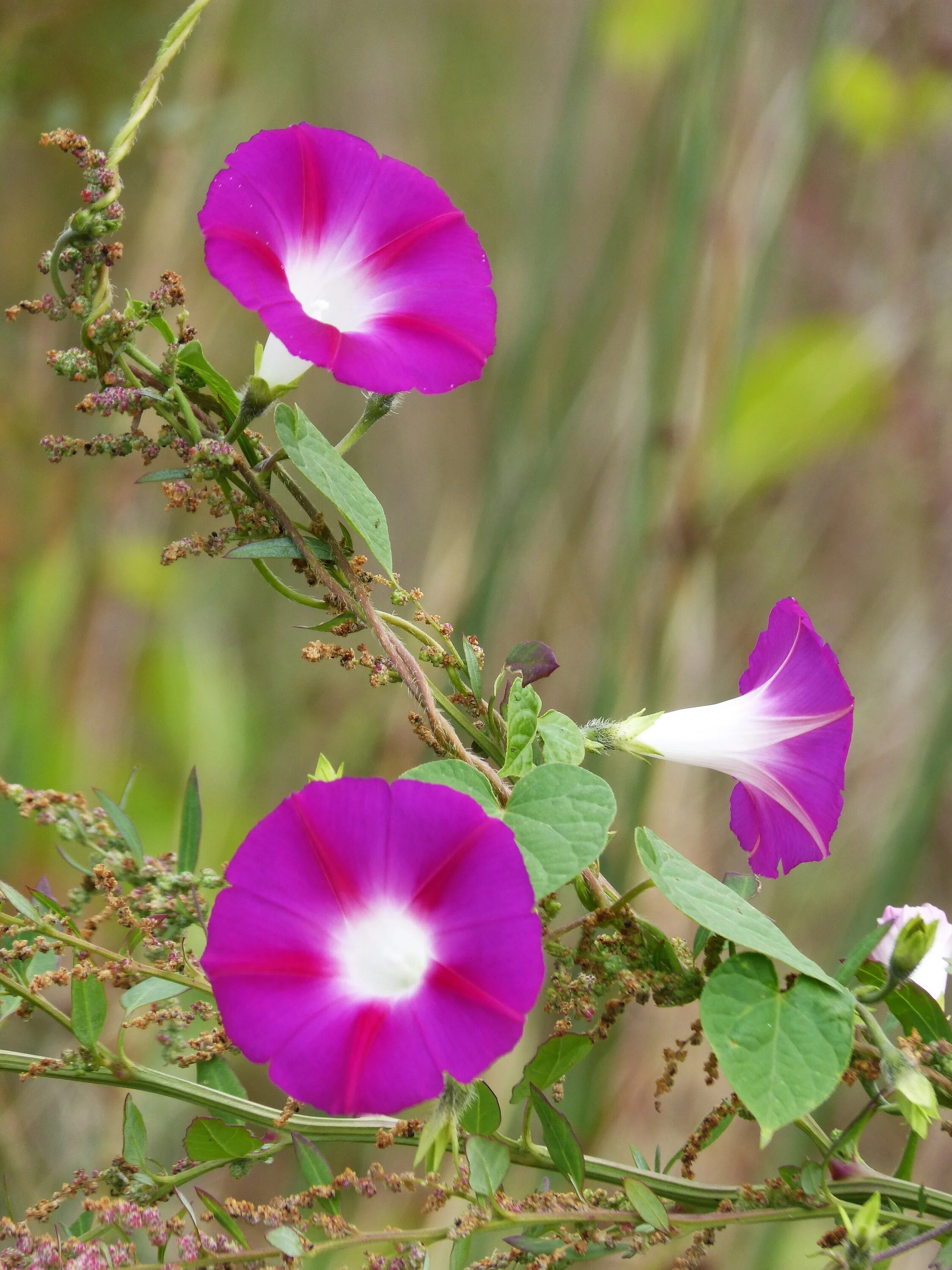 Ипомея трехцветная. Ипомея ямчатая (ipomoea lacunosa l. Ипомея ямчатая. Ипомея пикоти синяя. Вьюнок полевой (ипомея).