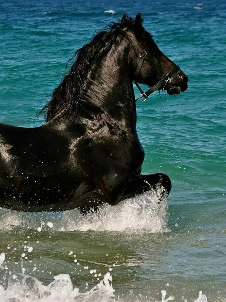 White Horses, France Horses, White horses, Beautiful horses