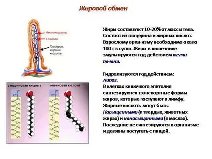 Не усваивает жиры и