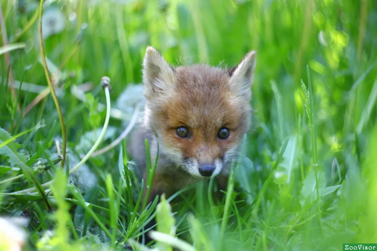 с абакана лисичка. елена лисица. леночка лисичка. шишки на лампушке зоопарк. лисица елена александровна.