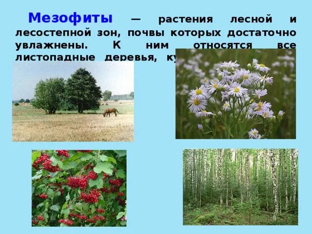 К мезофитам относятся растения. Вечнозеленые мезофиты. растения мезофиты. луговые мезофиты. мезофиты место обитания.