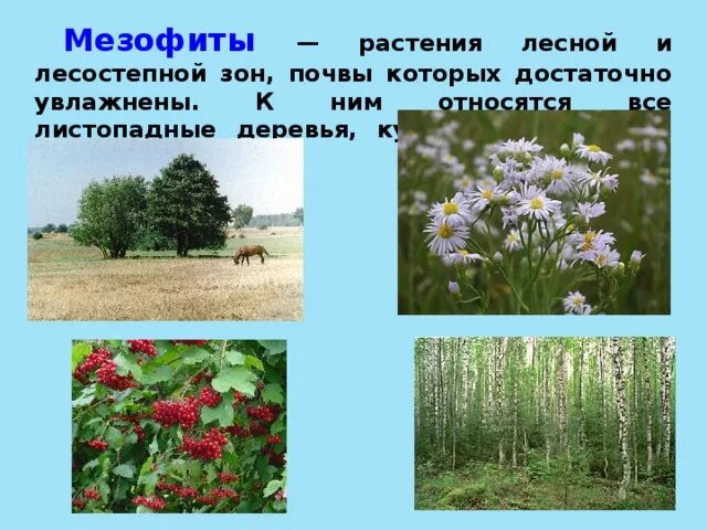 Вечнозеленые мезофиты. Мезофиты местообитание. Растения мезофиты. Луговые мезофиты.