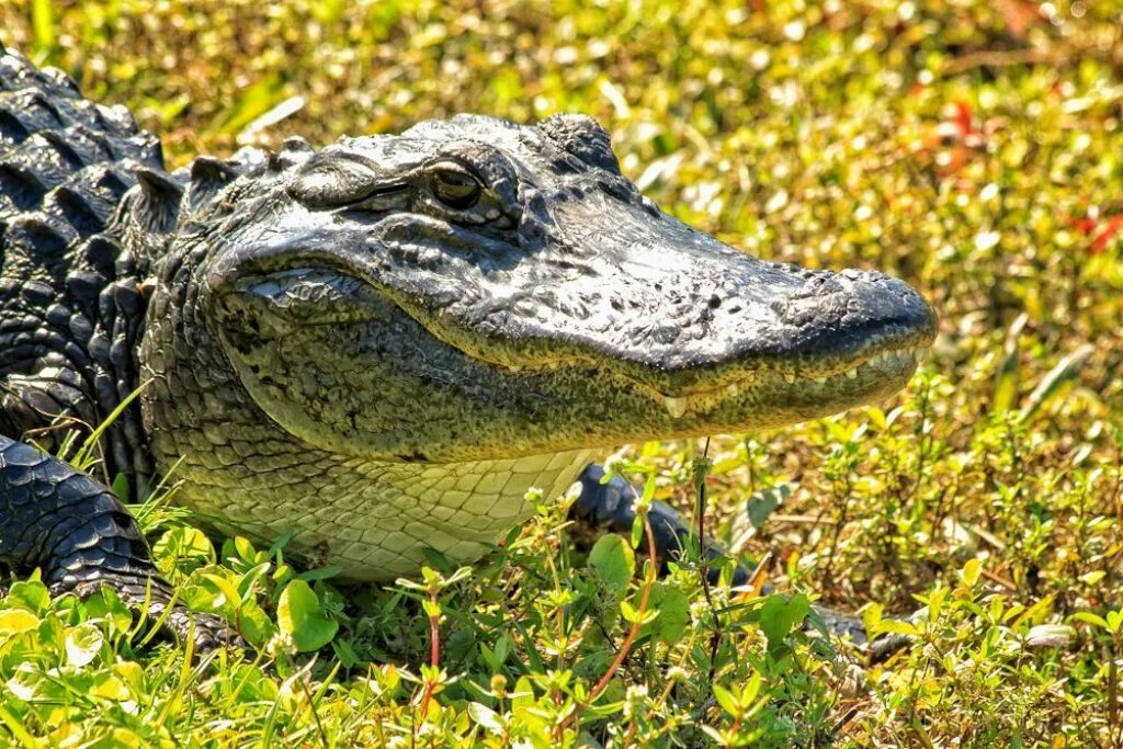 Сенегальская авдотка и крокодил. Alligator. Аллигатор и крокодил. Зеленый крокодил.