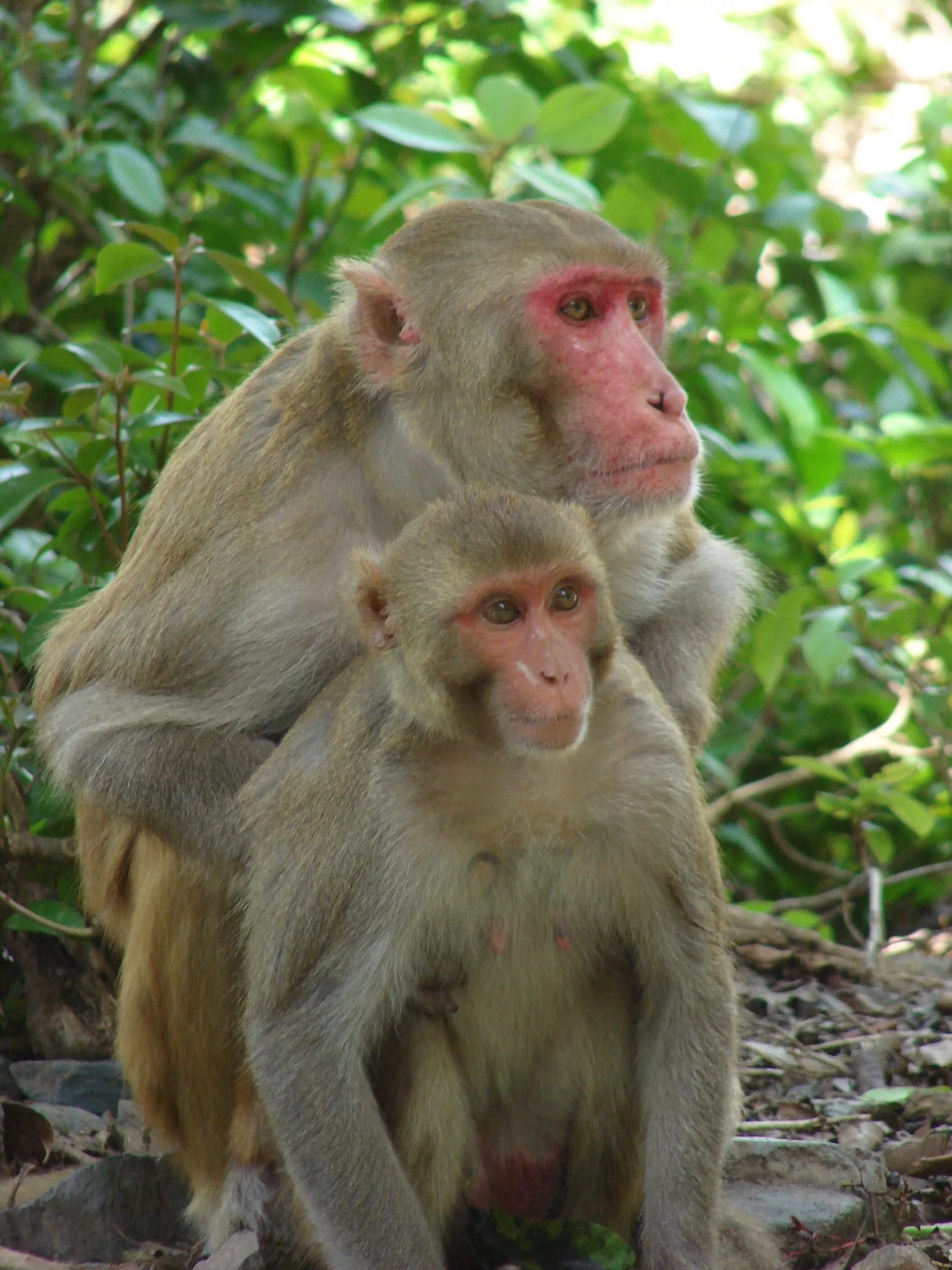 Monkey calling