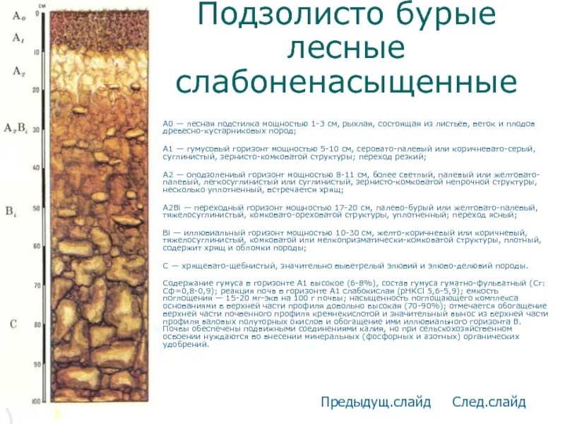 Бурые почвы содержат. Почвенный профиль бурых лесных почв. подзолисто бурые лесные почвы профиль. бурые лесные слабоненасыщенные. бурые лесные почвы характеристика.